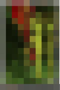 El Darjely's Shadow