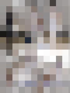 The War & Its Prisoners - The Harpy's Fate