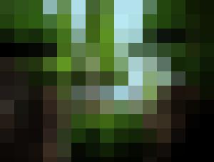 The Woods Have Eyes