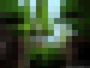 The Woods Have Eyes
