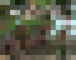 The Woods Have Eyes